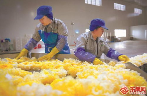 尤溪祥云銀耳 產(chǎn)銷兩旺，開拓生物制品新藍(lán)海